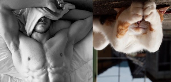 tumblr mkydieWMbK1s77zr6o1 1280 Cats Who Could Be Male Models (128 photos)