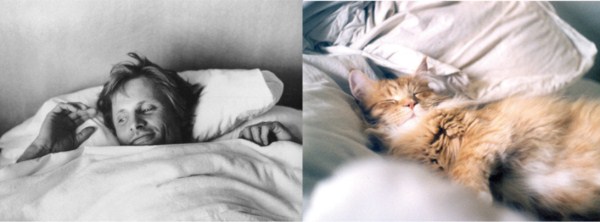 tumblr mkzm7swi0z1s77zr6o1 1280 Cats Who Could Be Male Models (128 photos)