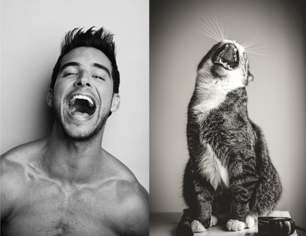 tumblr mli2qlh4FY1s77zr6o1 1280 Cats Who Could Be Male Models (128 photos)