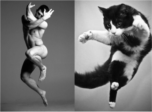 tumblr mli9nn7hru1s77zr6o1 1280 Cats Who Could Be Male Models (128 photos)