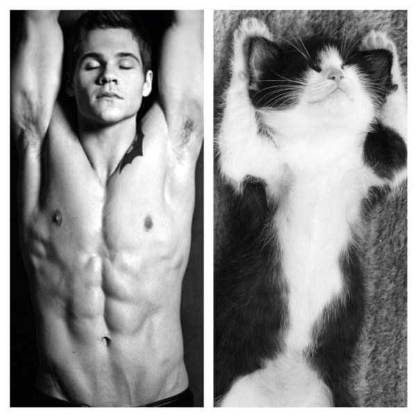 tumblr mlpdq1hgCJ1s77zr6o1 1280 Cats Who Could Be Male Models (128 photos)