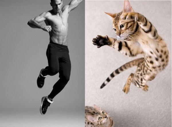 tumblr mlpj47GRbc1s77zr6o1 1280 Cats Who Could Be Male Models (128 photos)
