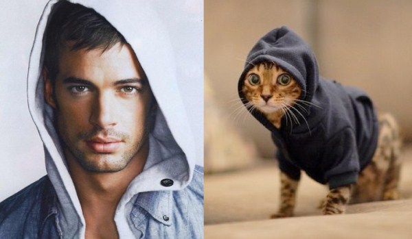 tumblr mm46764wu21s77zr6o1 1280 Cats Who Could Be Male Models (128 photos)