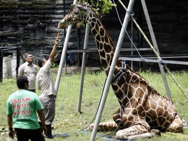 1016 Nightmare Zoo in Indonesia (21 photos)