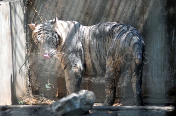 1120 Nightmare Zoo in Indonesia (21 photos)