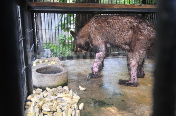 1218 Nightmare Zoo in Indonesia (21 photos)