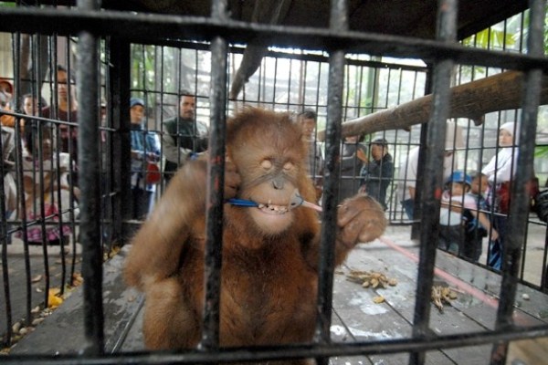 1316 Nightmare Zoo in Indonesia (21 photos)
