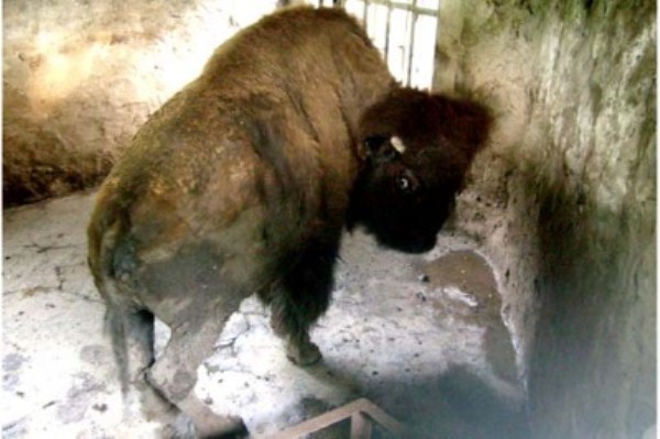 1414 Nightmare Zoo in Indonesia (21 photos)