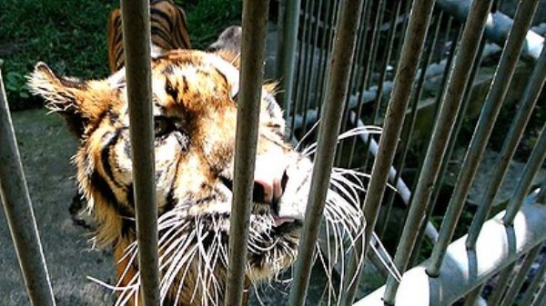 1514 Nightmare Zoo in Indonesia (21 photos)