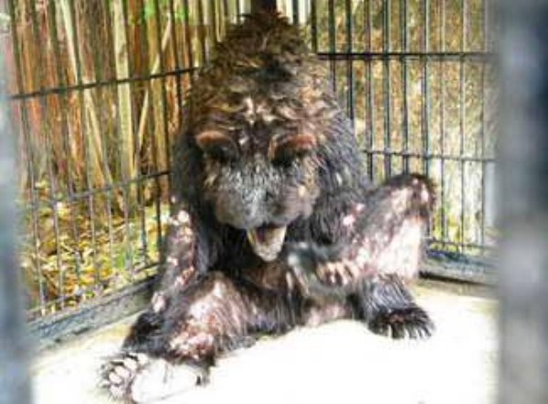 1713 Nightmare Zoo in Indonesia (21 photos)
