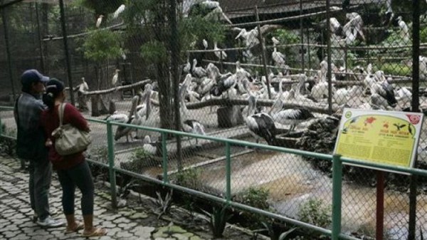 190 Nightmare Zoo in Indonesia (21 photos)