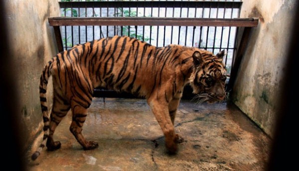 2011 Nightmare Zoo in Indonesia (21 photos)