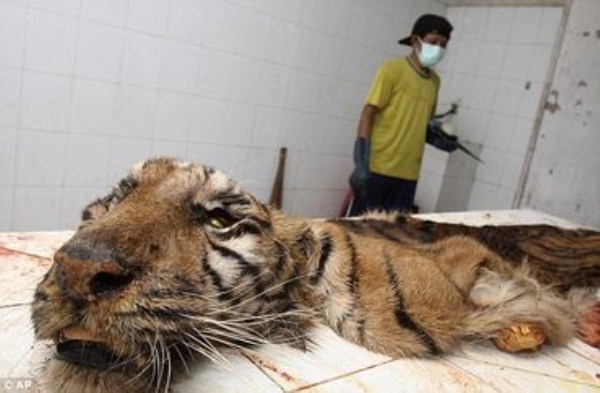 2115 Nightmare Zoo in Indonesia (21 photos)