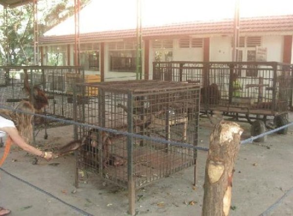 250 Nightmare Zoo in Indonesia (21 photos)