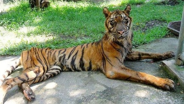 338 Nightmare Zoo in Indonesia (21 photos)