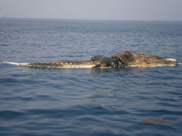 340 Strange Creature Found in the Persian Gulf (4 photos)