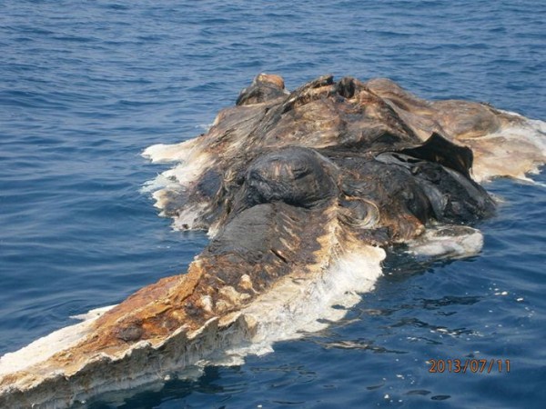 427 Strange Creature Found in the Persian Gulf (4 photos)