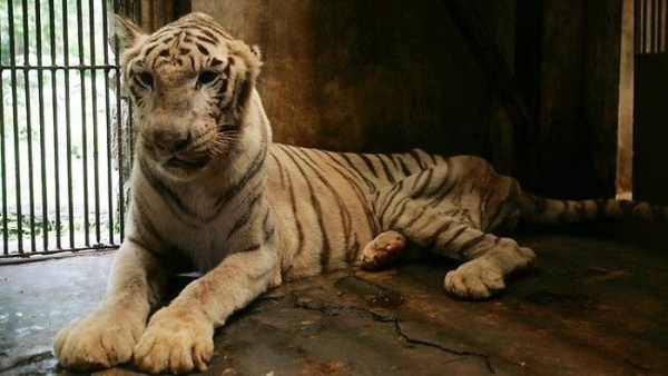 518 Nightmare Zoo in Indonesia (21 photos)