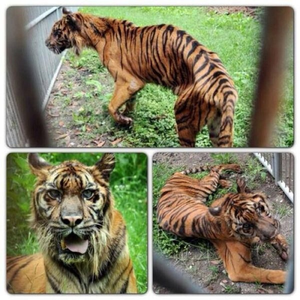 618 Nightmare Zoo in Indonesia (21 photos)