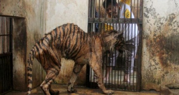 817 Nightmare Zoo in Indonesia (21 photos)