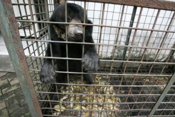 917 Nightmare Zoo in Indonesia (21 photos)