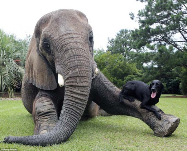 black-labrador-and-elephant (7)