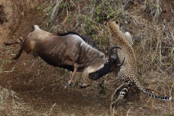 Animal Battles 12 Wild Animal Fights (43 photos)