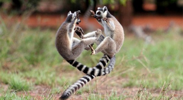 Animal Battles 13 Wild Animal Fights (43 photos)