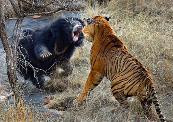 Animal Battles 18 Wild Animal Fights (43 photos)