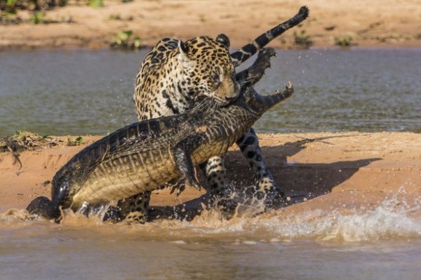 Animal Battles 27 Wild Animal Fights (43 photos)