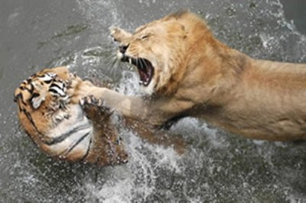 Animal Battles 37 Wild Animal Fights (43 photos)