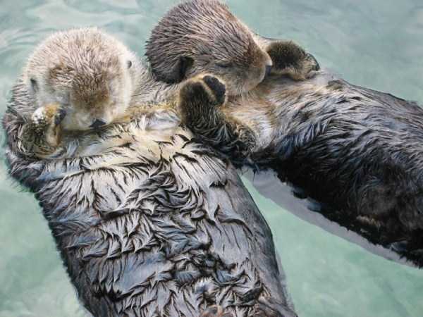 animal-couples-in-love (14)