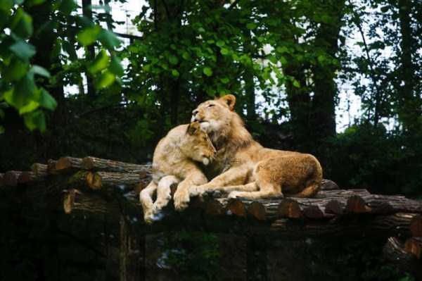 animal-couples-in-love (15)