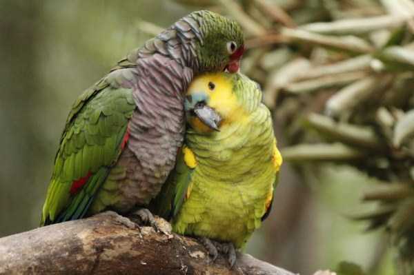 animal-couples-in-love (16)