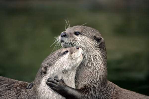 animal-couples-in-love (17)