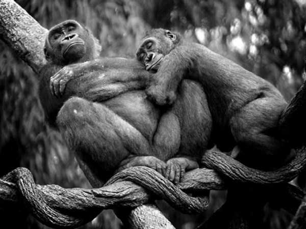 animal-couples-in-love (18)