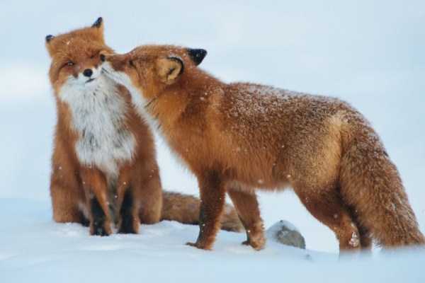 animal-couples-in-love (19)