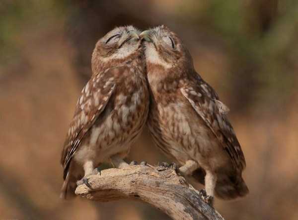 animal-couples-in-love (21)