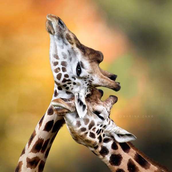 animal-couples-in-love (22)