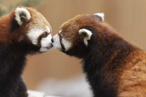 animal-couples-in-love (25)