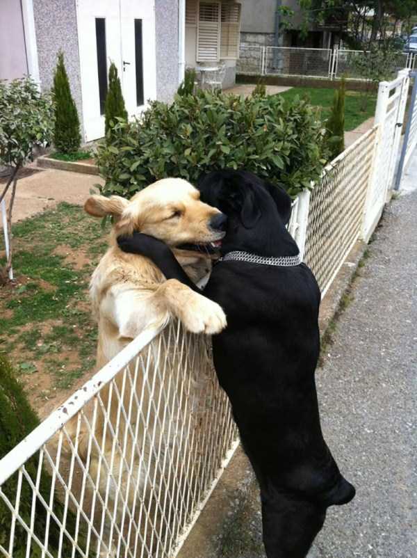 animal-couples-in-love (28)