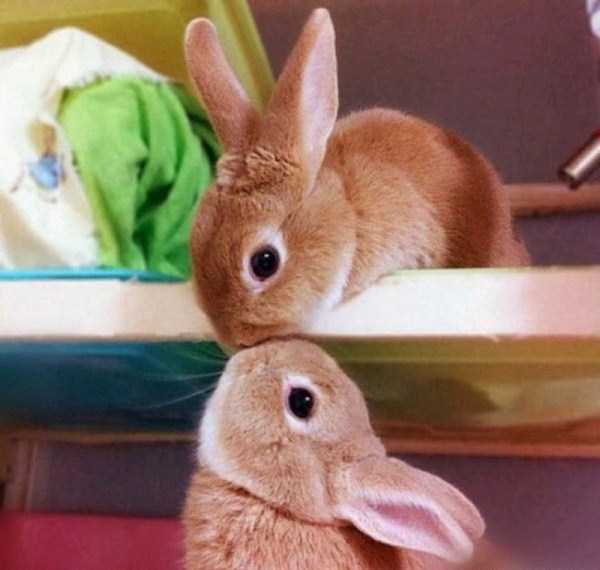animal-couples-in-love (35)