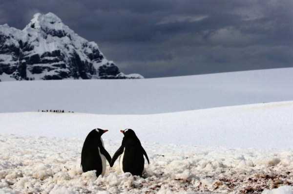 animal-couples-in-love (36)