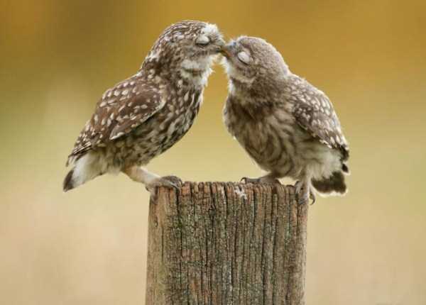 animal-couples-in-love (43)