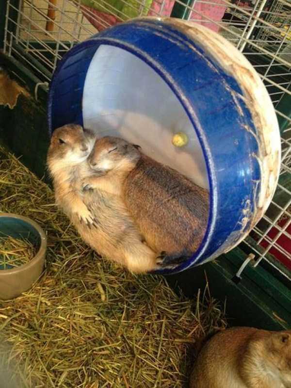 animal-couples-in-love (44)