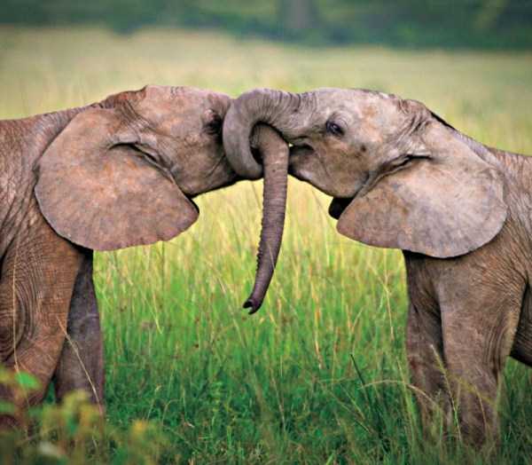 animal-couples-in-love (45)