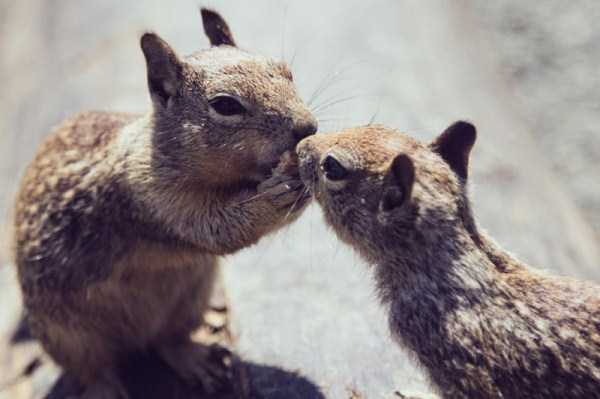 animal-couples-in-love (49)
