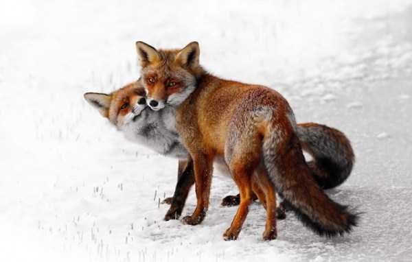 animal-couples-in-love (7)