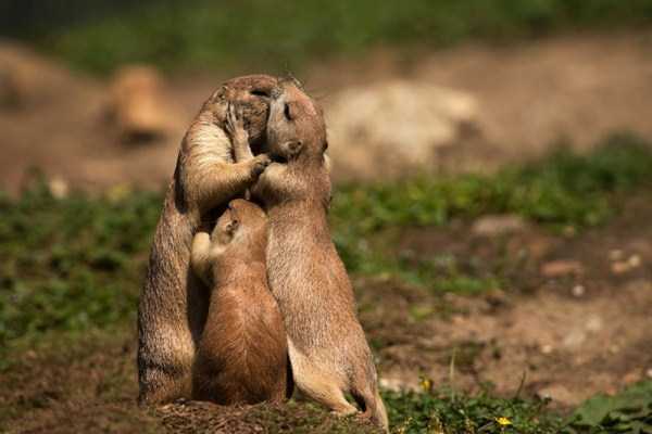 animal-couples-in-love (8)