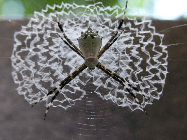 Spiders Who Decorate Their Webs (16 photos) 12